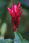 2008_08_03_ManoaFalls/img_7735.jpg