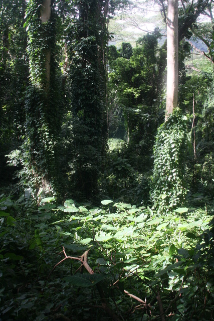 diaporamas/2008_08_03_ManoaFalls/img_7753.jpg