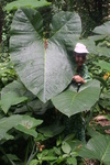 2008_08_03_ManoaFalls/img_7757.jpg