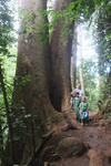 2008_08_03_ManoaFalls/img_7767.jpg