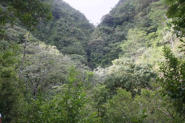 diaporamas/2008_08_03_ManoaFalls/img_7779.jpg