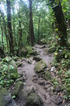 2008_08_03_ManoaFalls/img_7808.jpg