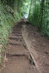 2008_08_03_ManoaFalls/img_7815.jpg