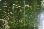 2008_08_03_ManoaFalls/img_7833.jpg