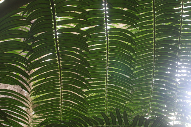 diaporamas/2008_08_03_ManoaFalls/img_7833.jpg
