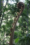 2008_08_03_ManoaFalls/img_7848.jpg