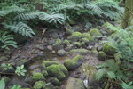 2008_08_03_ManoaFalls/img_7883.jpg