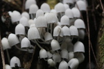 2008_08_03_ManoaFalls/img_7899.jpg