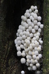 2008_08_03_ManoaFalls/img_7912.jpg