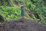 2008_08_03_ManoaFalls/img_7934.jpg