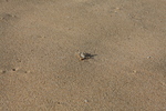 2008_08_17_SandyBeach/img_8668.jpg