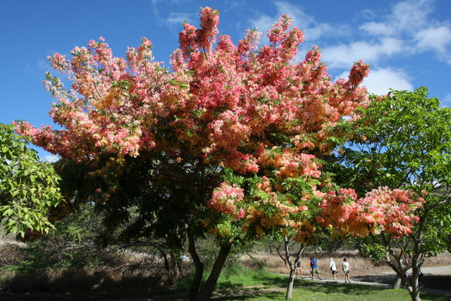 diaporamas/2008_08_24_DiamondHead/img_8690.jpg