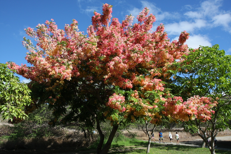 diaporamas/2008_08_24_DiamondHead/img_8690.jpg