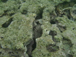 2008_08_HanaumaBay_Underwater/pict0018.jpg