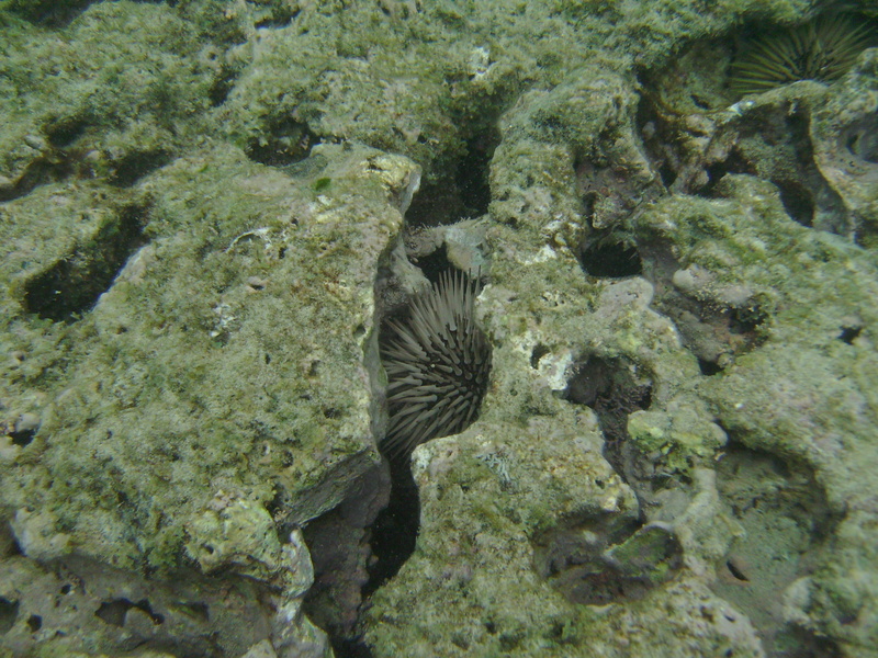 2008_08_HanaumaBay_Underwater/pict0018.jpg