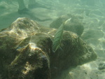 2008_08_HanaumaBay_Underwater/pict0019.jpg
