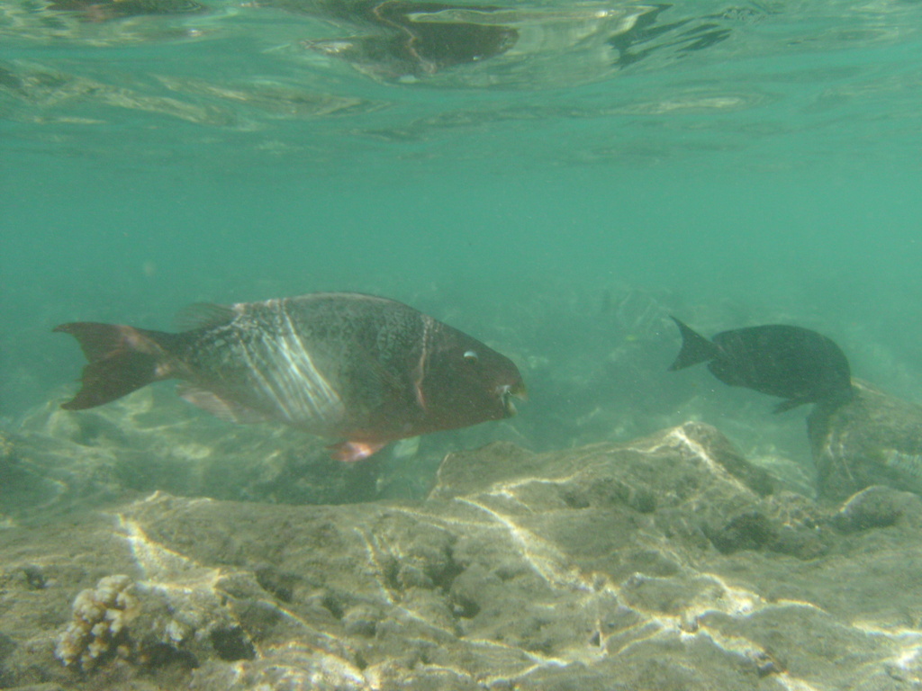 diaporamas/2008_08_HanaumaBay_Underwater/pict0022.jpg