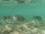 2008_08_HanaumaBay_Underwater/pict0022.jpg