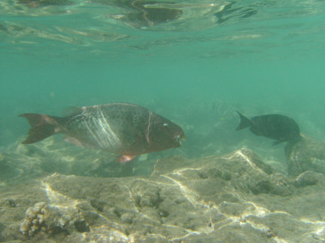 diaporamas/2008_08_HanaumaBay_Underwater/pict0022.jpg