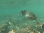 2008_08_HanaumaBay_Underwater/pict0023.jpg