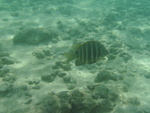 2008_08_HanaumaBay_Underwater/pict0028.jpg