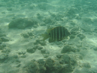 2008_08_HanaumaBay_Underwater/pict0028.jpg