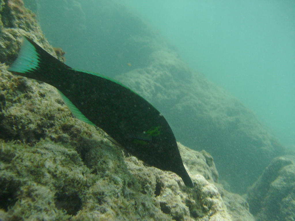 diaporamas/2008_08_HanaumaBay_Underwater/pict0030.jpg