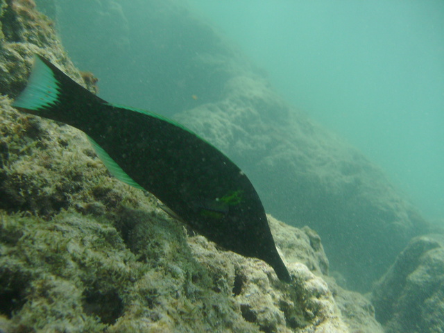2008_08_HanaumaBay_Underwater/pict0030.jpg
