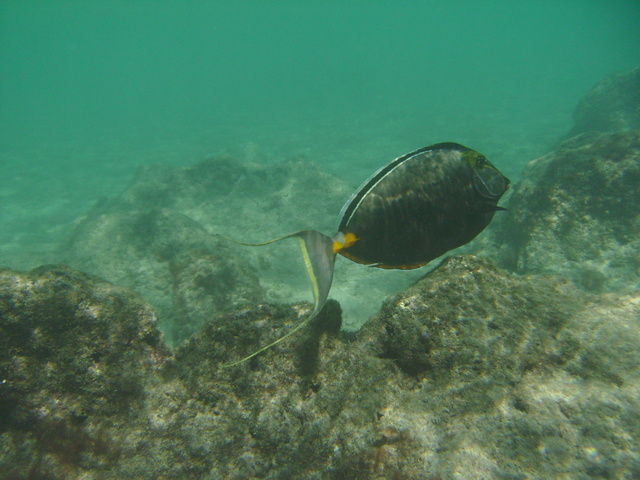 diaporamas/2008_08_HanaumaBay_Underwater/pict0037.jpg