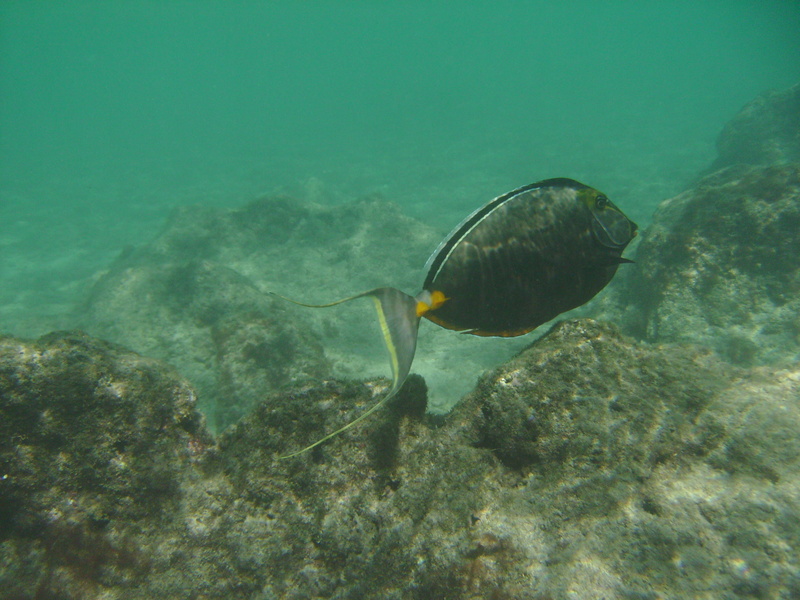 2008_08_HanaumaBay_Underwater/pict0037.jpg
