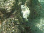 2008_08_HanaumaBay_Underwater/pict0042.jpg