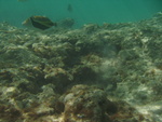 2008_08_HanaumaBay_Underwater/pict0053.jpg
