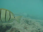 2008_08_HanaumaBay_Underwater/pict0056.jpg