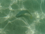 2008_08_HanaumaBay_Underwater/pict0067.jpg