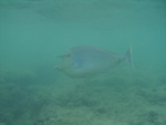 2008_08_HanaumaBay_Underwater/pict0071.jpg