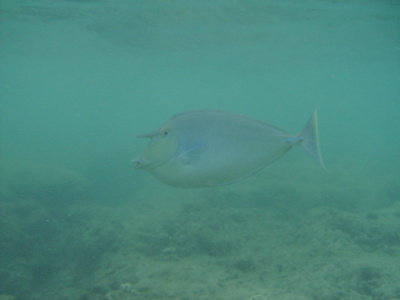 diaporamas/2008_08_HanaumaBay_Underwater/pict0071.jpg
