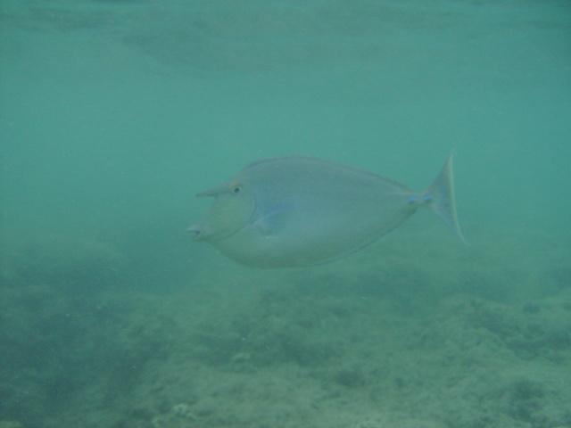 diaporamas/2008_08_HanaumaBay_Underwater/pict0071.jpg