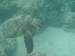 2008_08_HanaumaBay_Underwater/pict0075.jpg