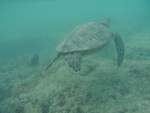 2008_08_HanaumaBay_Underwater/pict0077.jpg