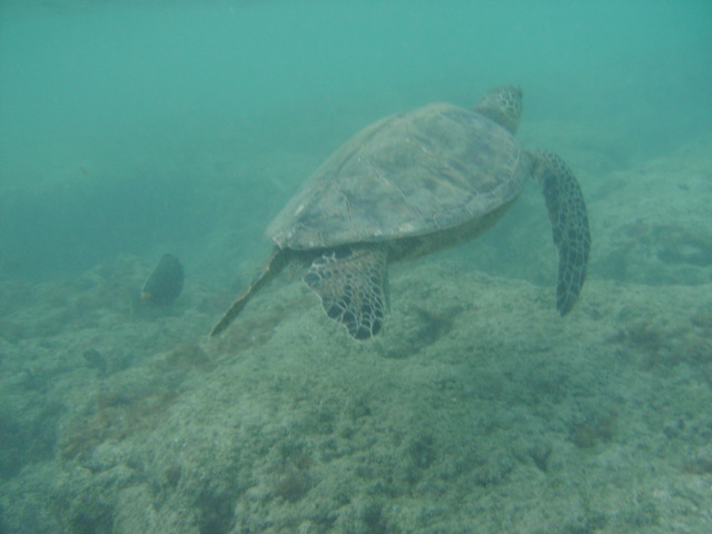 2008_08_HanaumaBay_Underwater/pict0077.jpg