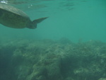 2008_08_HanaumaBay_Underwater/pict0078.jpg