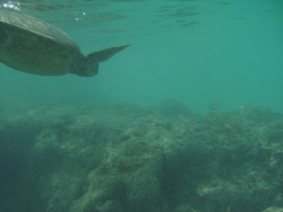 2008_08_HanaumaBay_Underwater/pict0078.jpg