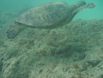2008_08_HanaumaBay_Underwater/pict0079.jpg