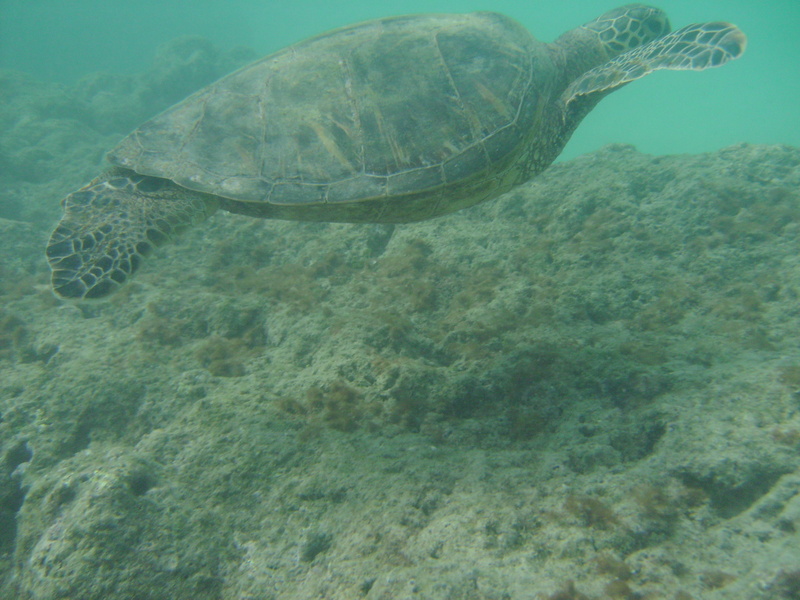 2008_08_HanaumaBay_Underwater/pict0079.jpg