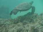 2008_08_HanaumaBay_Underwater/pict0080.jpg