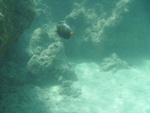 2008_08_HanaumaBay_Underwater/pict0080b.jpg