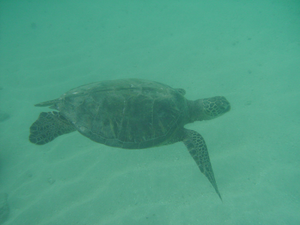 2008_08_HanaumaBay_Underwater/pict0081.jpg
