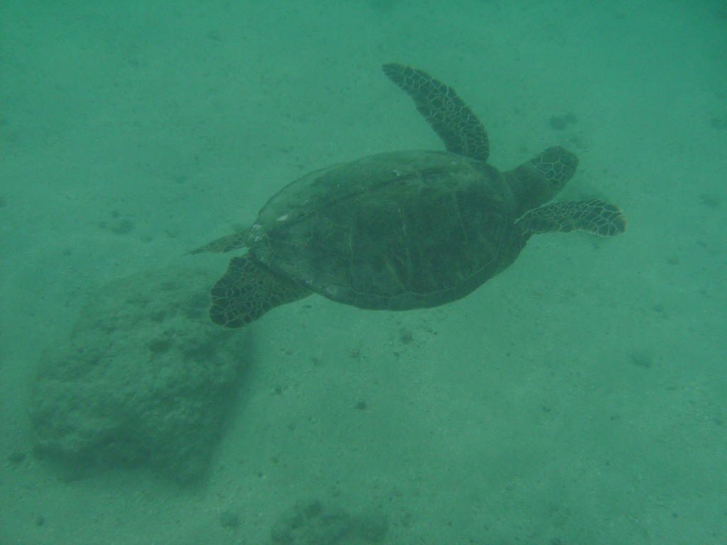 diaporamas/2008_08_HanaumaBay_Underwater/pict0082.jpg