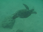 2008_08_HanaumaBay_Underwater/pict0082.jpg