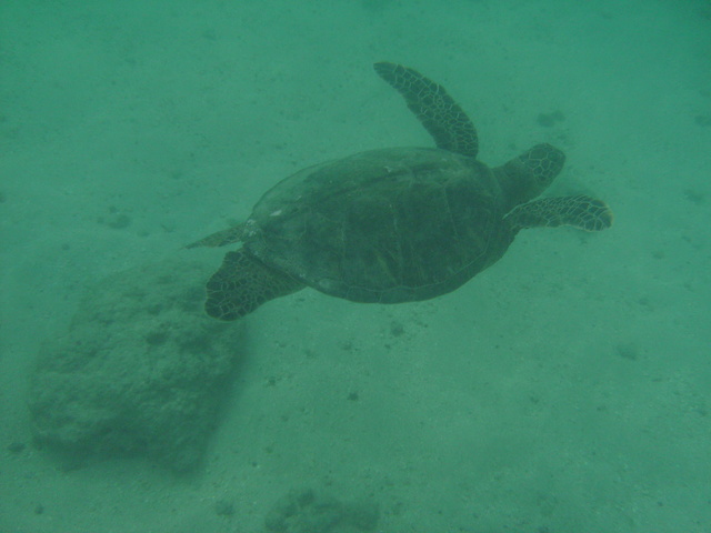 2008_08_HanaumaBay_Underwater/pict0082.jpg
